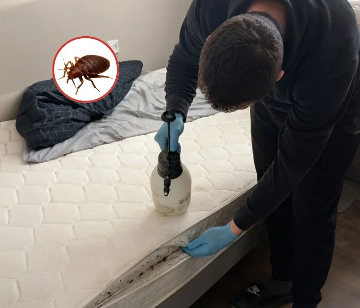 Technicien traitant un matelas contre les punaises de lit à Noisy-sur-École